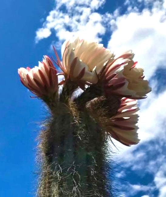 Trichocereus werdermannianus cactus with creamy pink flowers against blue sky