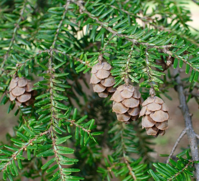Tsuga canadensis 75-90cm | Eastern hemlock | Canadian hemlock