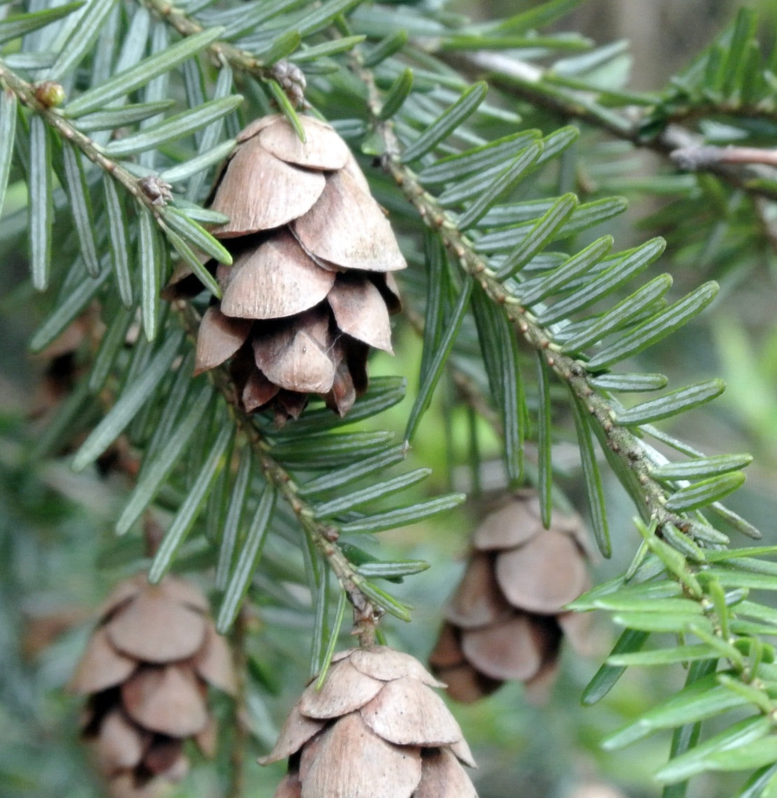 Tsuga heterophylla 80-100cm | Western hemlock | Pacific hemlock