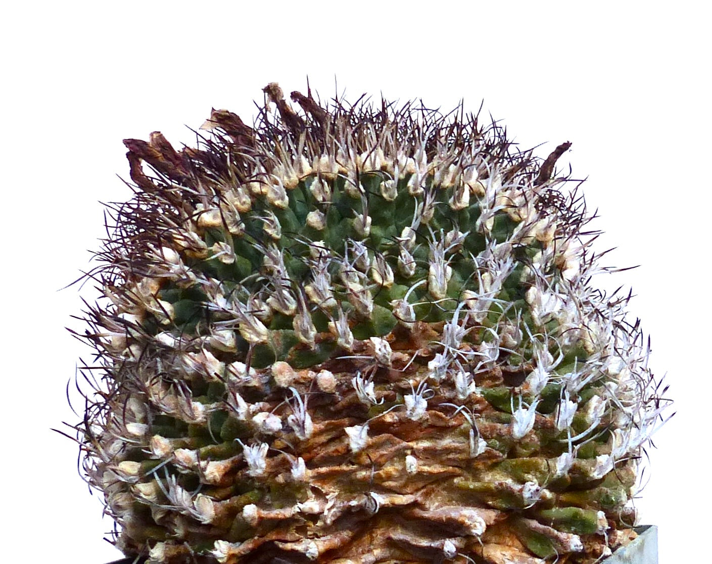 Turbinicarpus alonsoi crestata raro cactus succulento con spine dense e crescita texturizzata