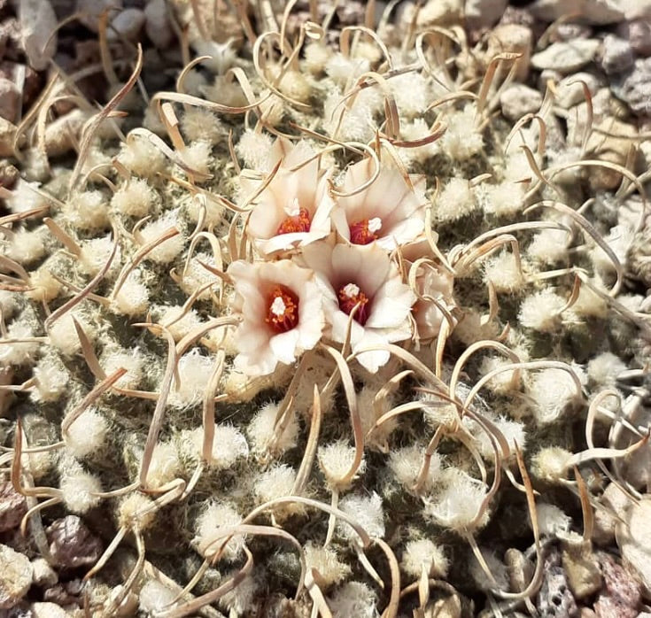 Turbinicarpus bonatzii raro piccolo cactus con fiori bianchi e spine curve