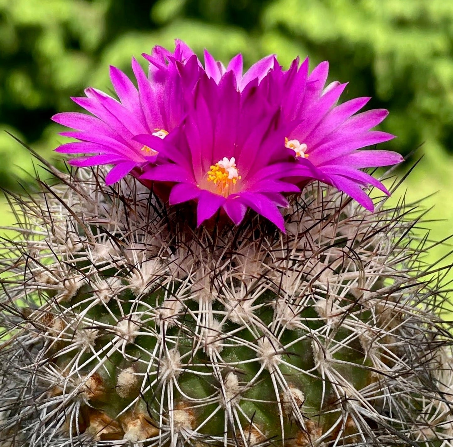 Turbinicarpus horripilus cactus with bright magenta flowers and dense white spines
