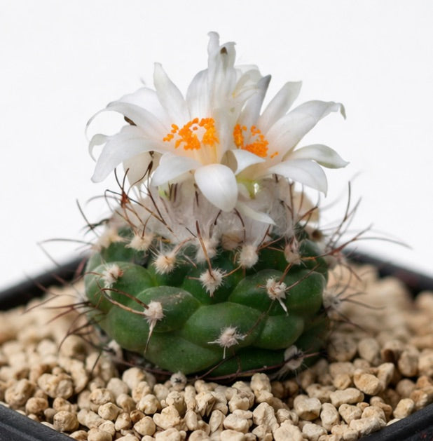 Turbinicarpus lophophorioides piccolo cactus verde con fiori bianchi e stami arancioni