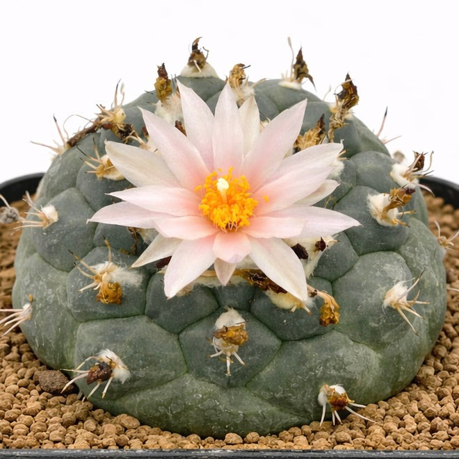 Turbinicarpus lophophorioides rare succulent cactus with pale pink flower and textured green stem