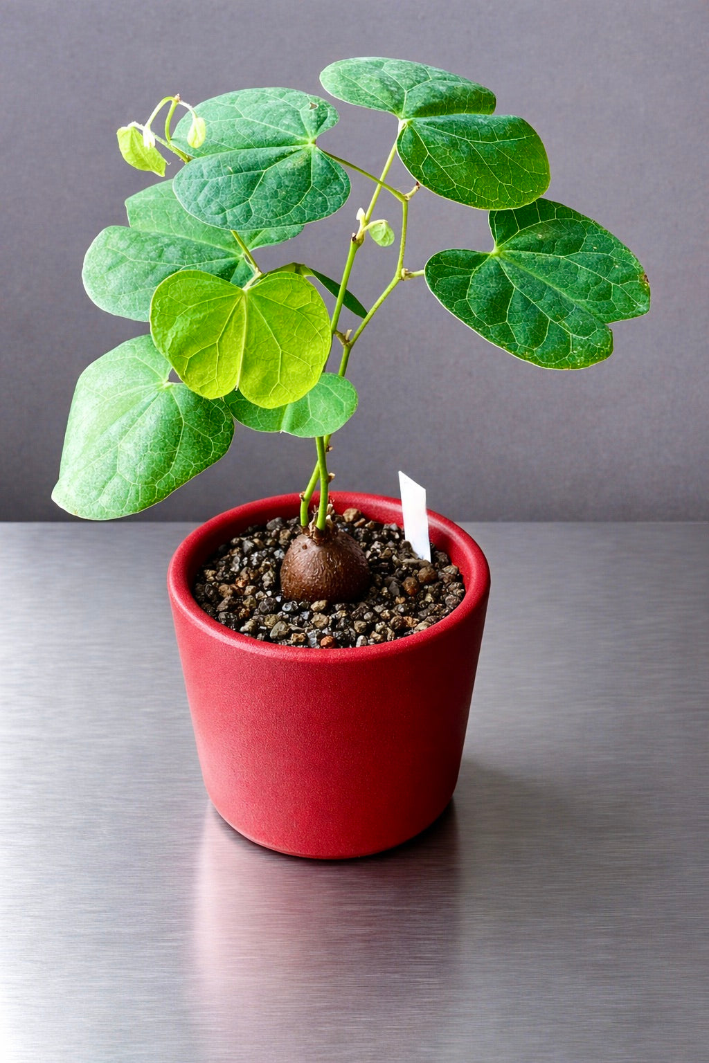Tylosema fassoglense caudiciform plant with heart-shaped green leaves in red pot