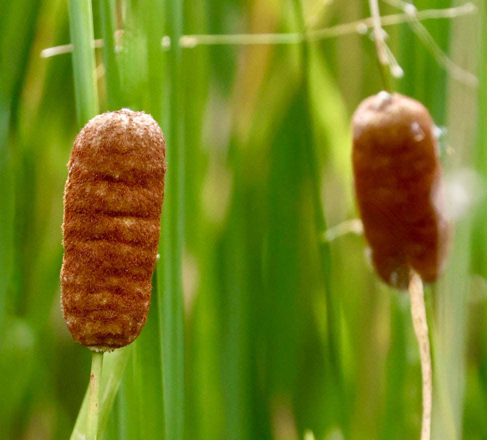 Typha laxmannii dense brown cylindrical flower spikes with green narrow leaves background