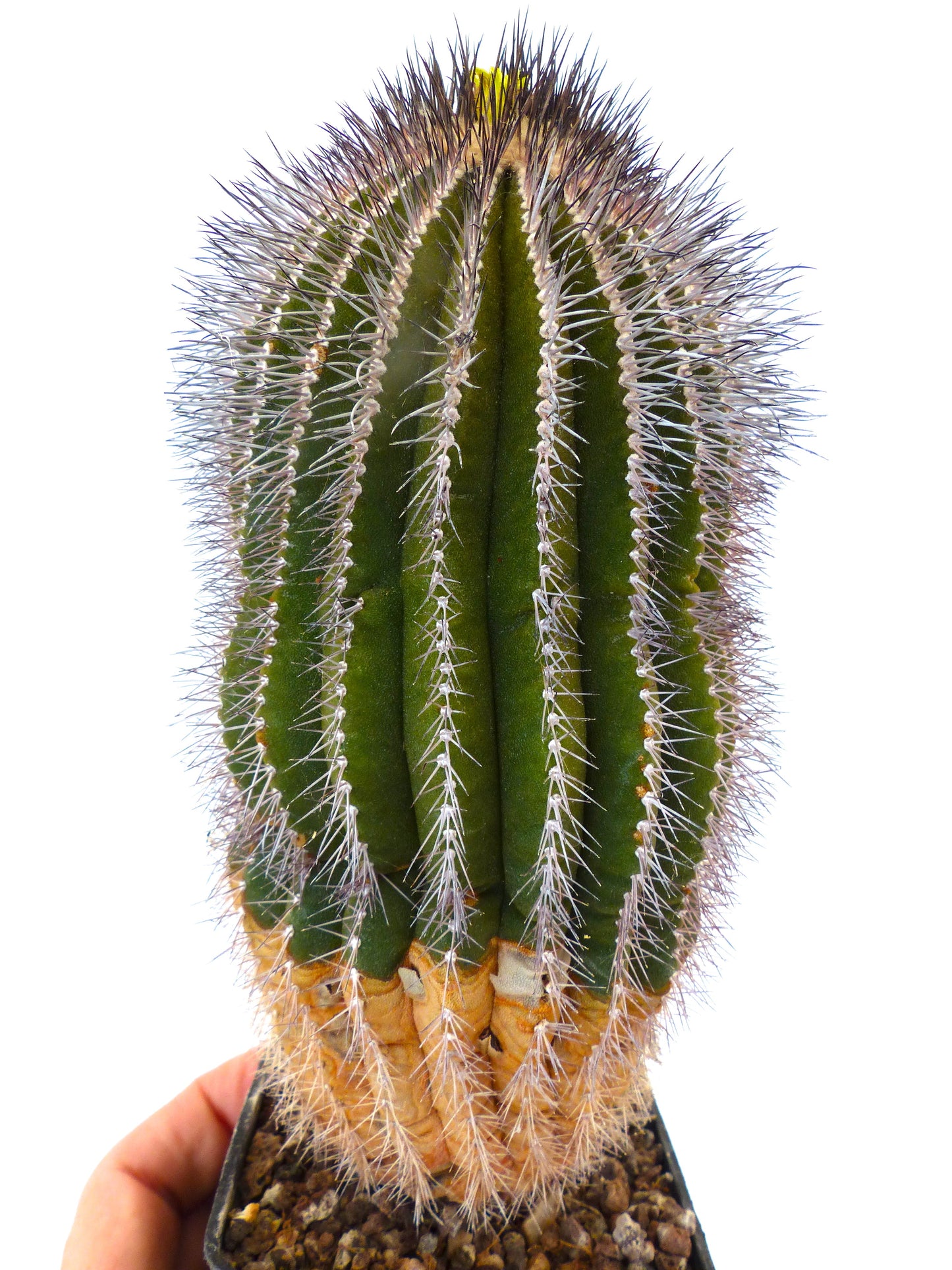 Uebelmannia pectinifera var. multicostata rare succulent cactus with prominent ribs and dense spines in pot