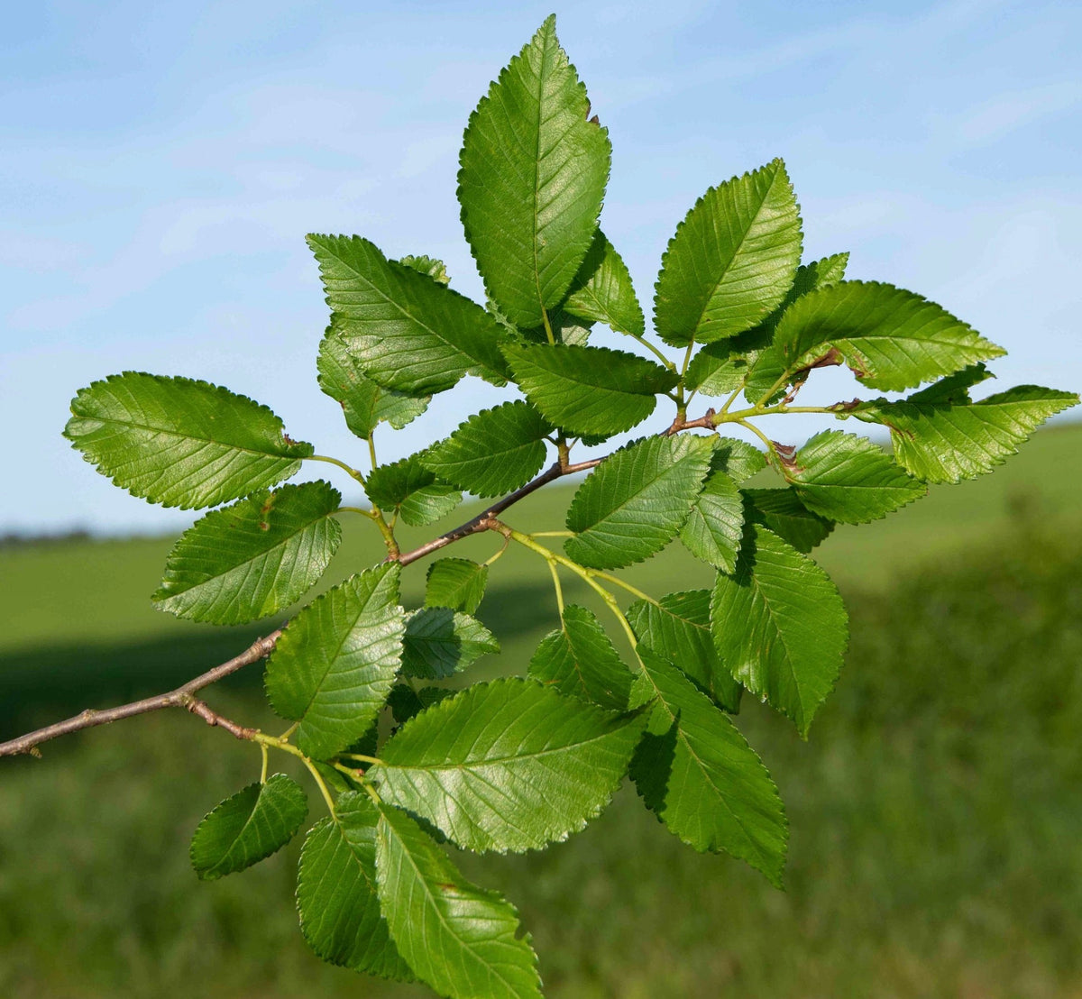 Ulmus minor 30-50cm | Field elm | European elm
