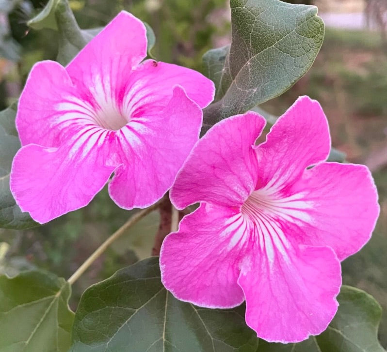 Uncarina stellulifera bright pink flowers with green veined leaves succulent plant