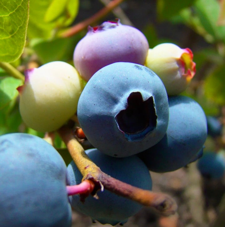 Vaccinium corymbosum 20-50cm | Highbush blueberry | Blueberry