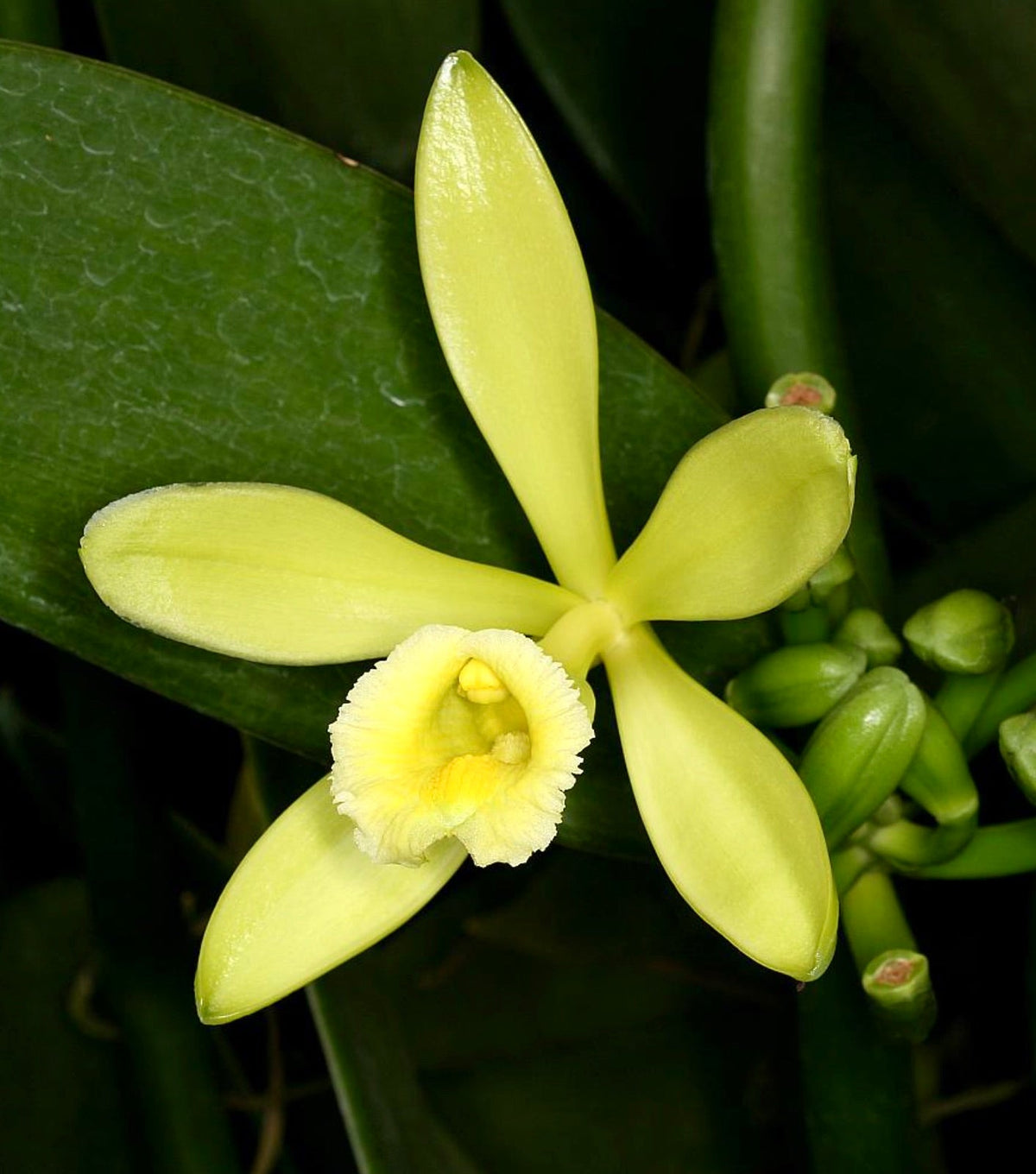 Vanilla planifolia 5-20cm ORCHID | Vanilla orchid