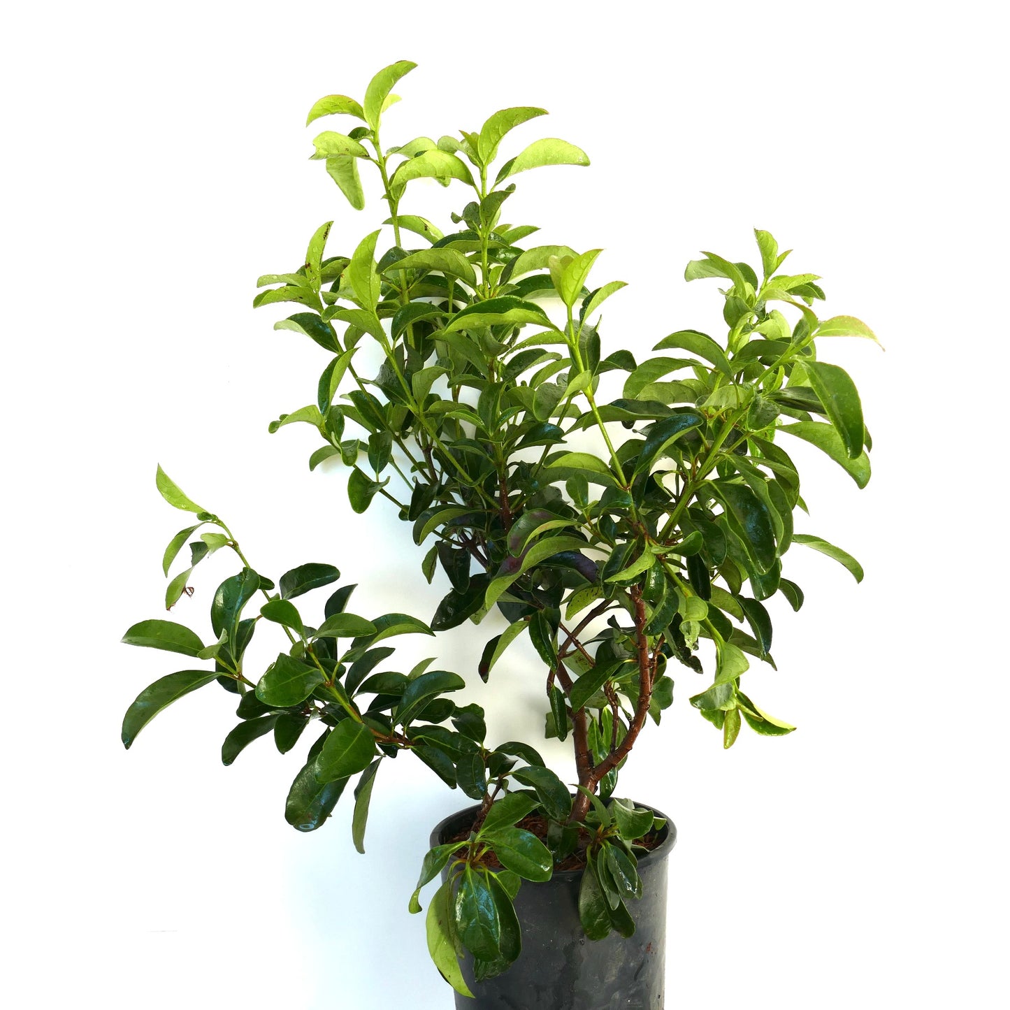 Viburnum tinus shrub with glossy green leaves and dense branching in black pot