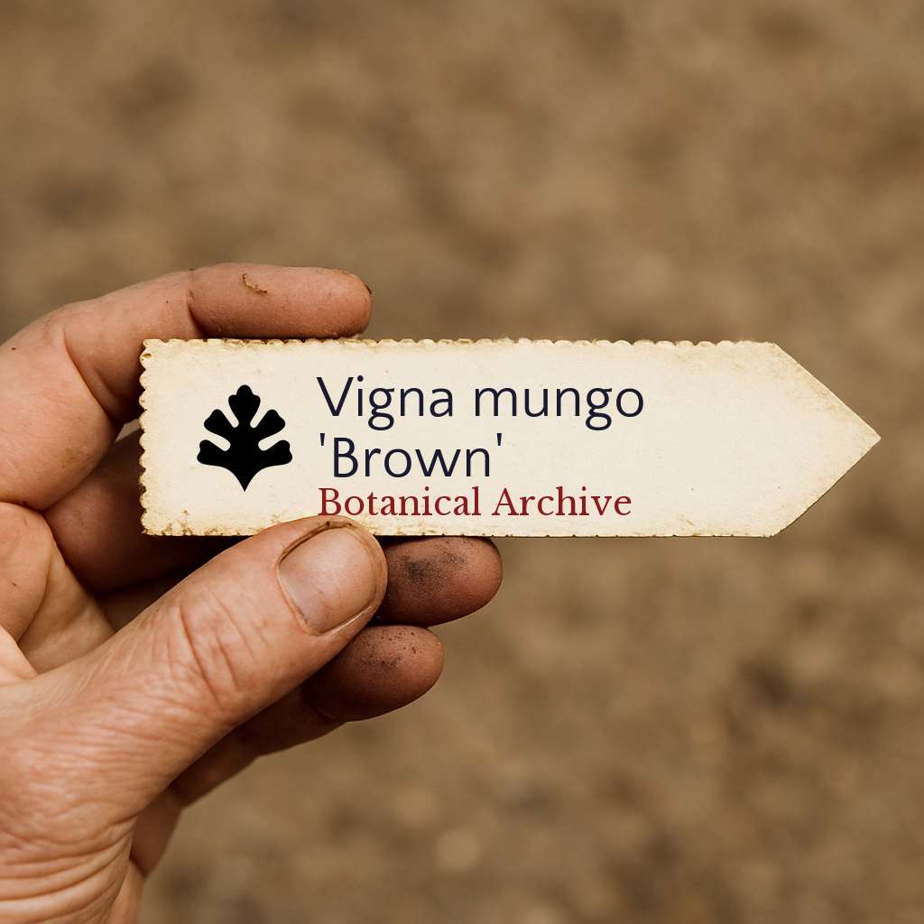 Vigna mungo 'Brown' | Urd Bean | 100 SEEDS