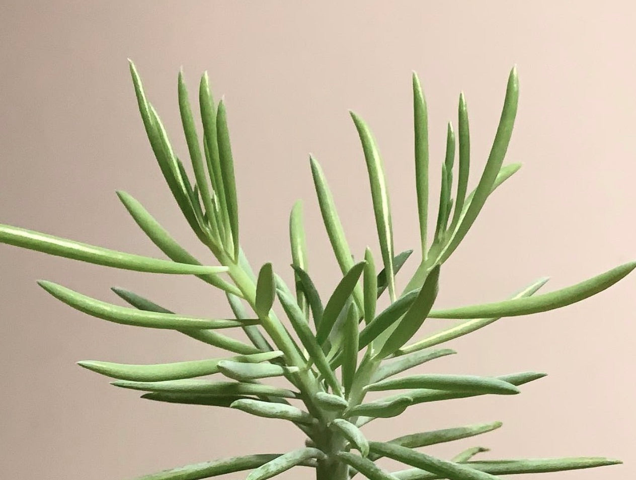 Pianta succulenta Villadia misera con foglie verdi sottili e crescita eretta
