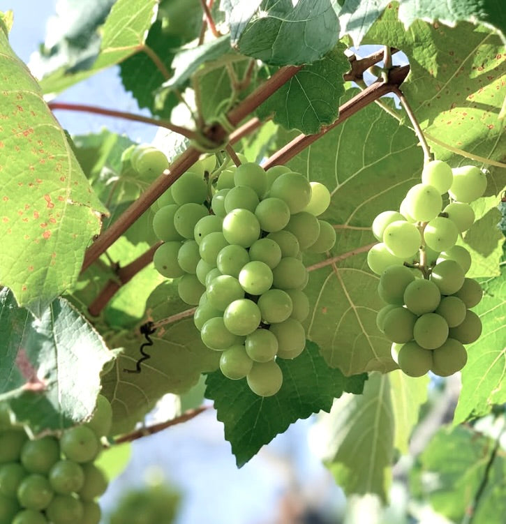 Vitis labrusca cv NIAGARA grappoli bianchi di uva verde appesi alla vite con grandi foglie