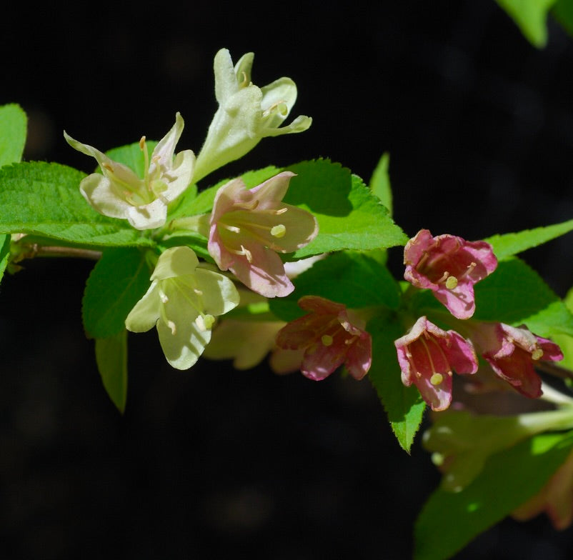 Weigela praecox 65-80cm | Weigela | Early weigela