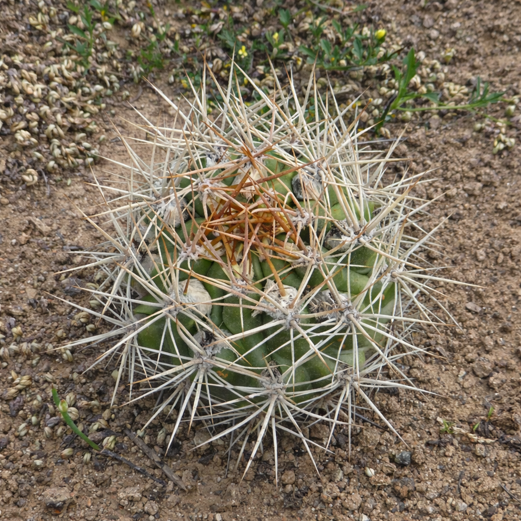 Weingartia chuquichuquinensis rare cactus with dense white and orange spines on sandy soil