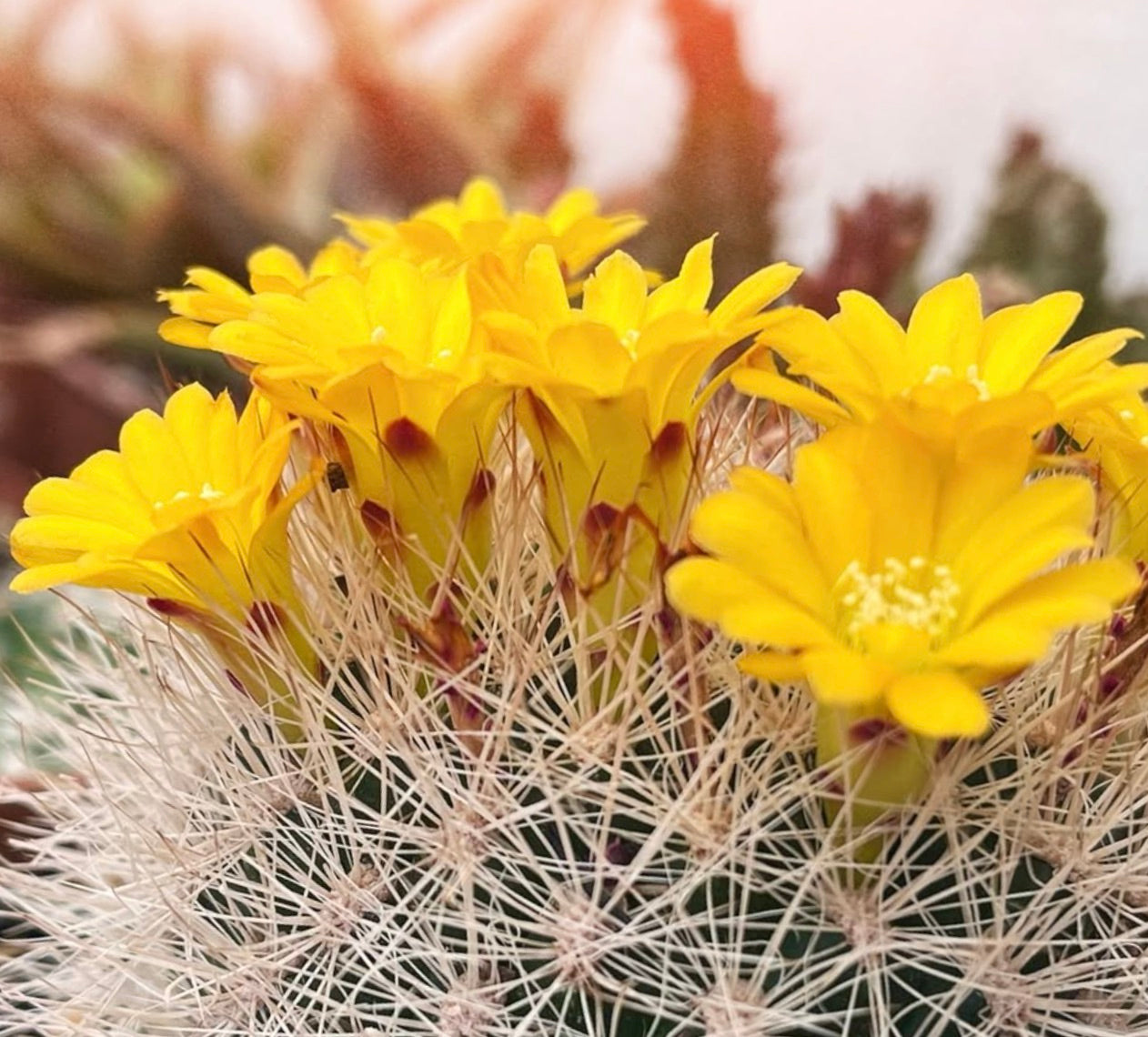 Weingartia multispina cactus with bright yellow flowers and dense white spines close-up