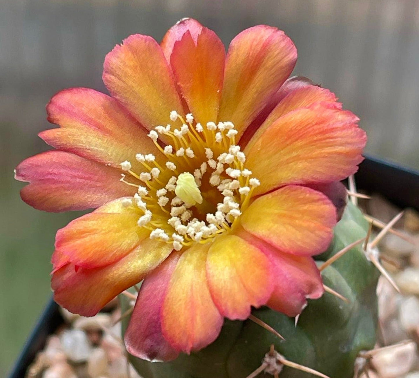 Weingartia neumanniana cactus with vibrant red-orange flower and spiny green stem