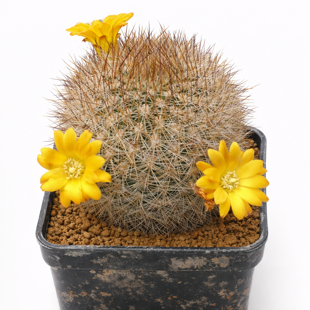 Weingartia pruinosa piccolo cactus rotondo con fiori giallo brillante in vaso nero