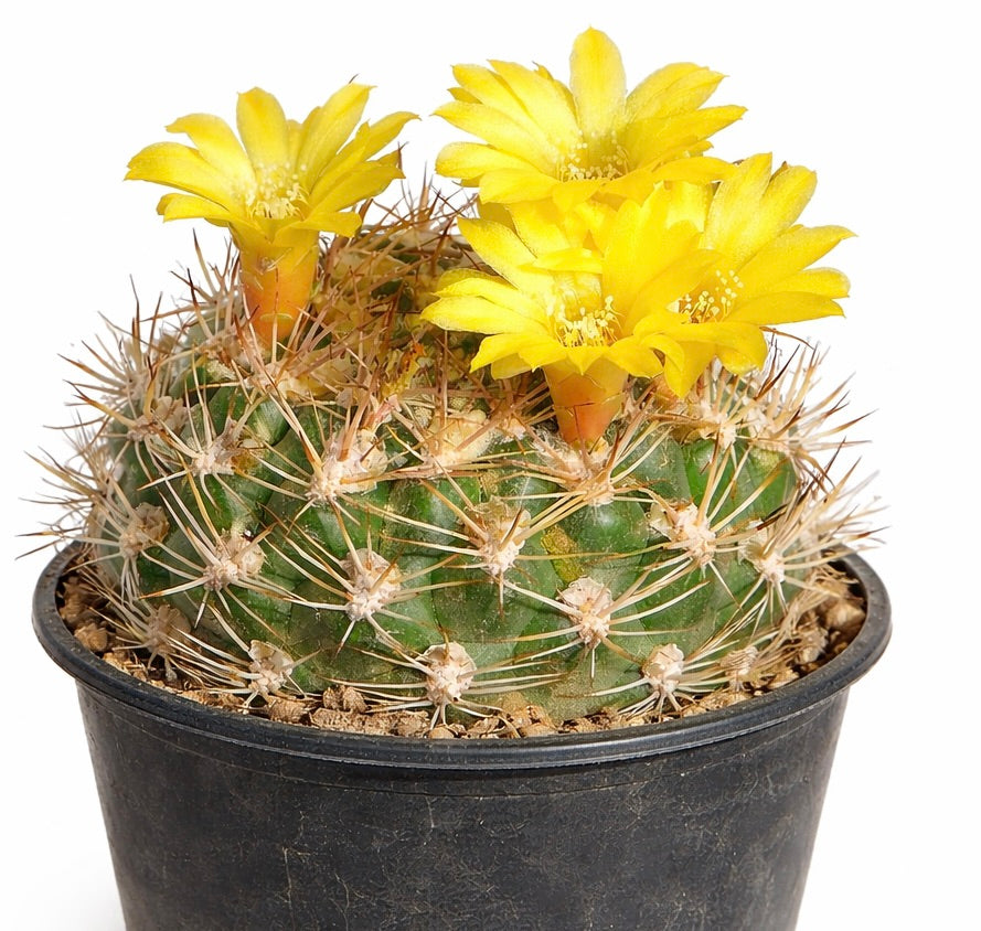 Weingartia riograndensis cactus with bright yellow flowers in black plastic pot