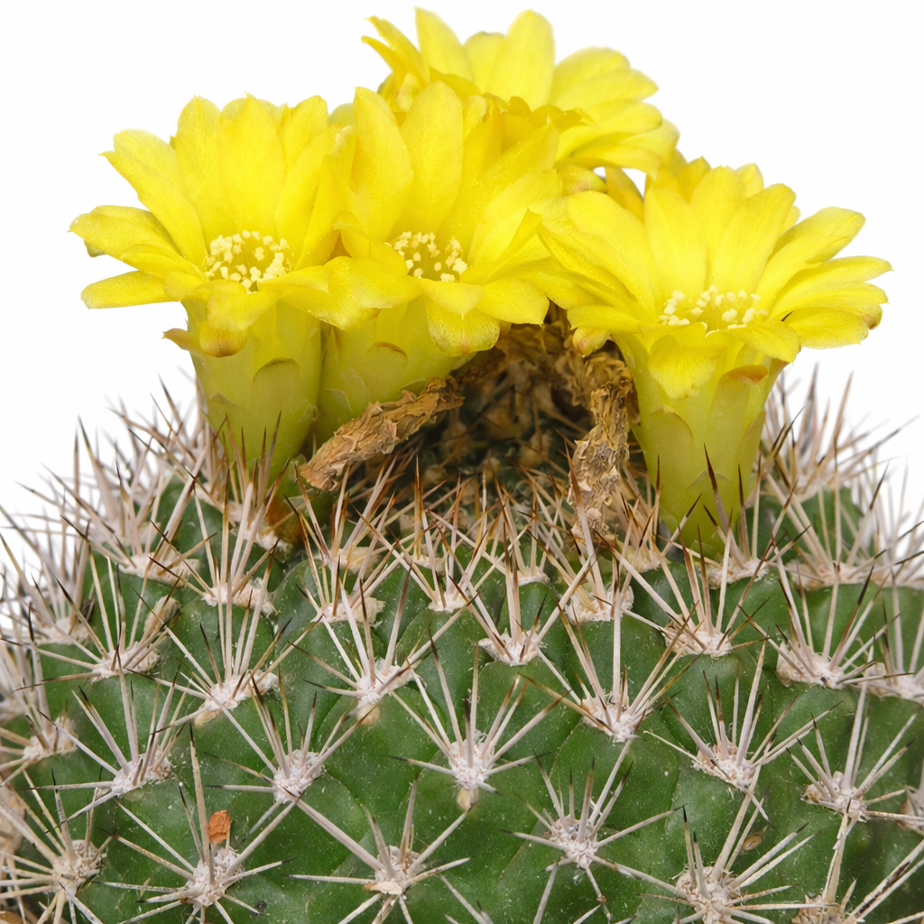 Weingartia sucrensis cactus with bright yellow flowers and sharp spines close-up
