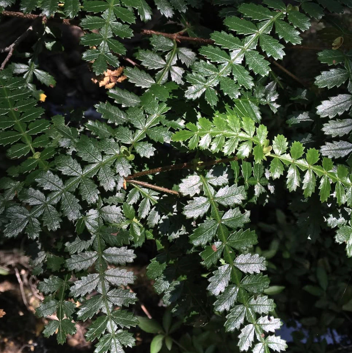 Weinmannia trichosperma 35-70cm | Tineo | Chilean tree