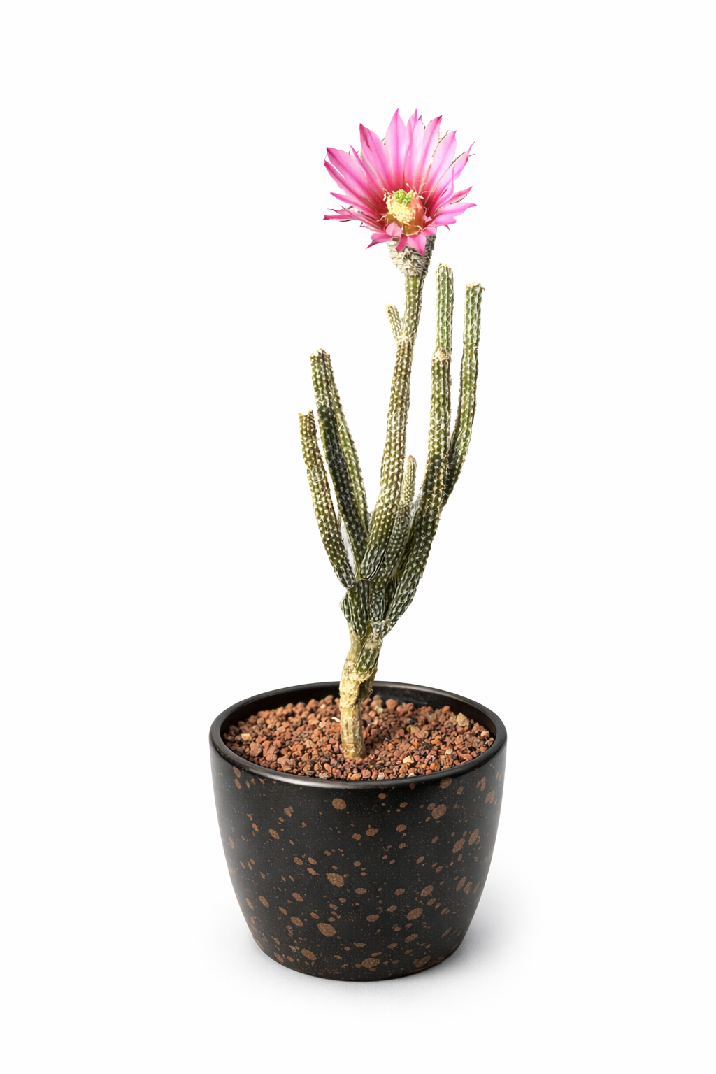 Wilcoxia kroenleinii succulent cactus with tall stems and bright pink flower in black pot