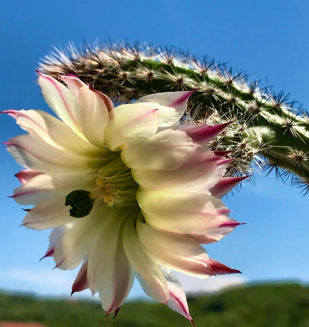 Cactus Wilcoxia waldeisii con grande fiore pallido bordato di rosa sotto un cielo azzurro