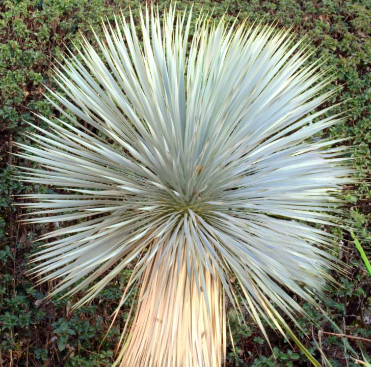Yucca rostrata with dense, spiky blue-gray leaves and tall beige trunk