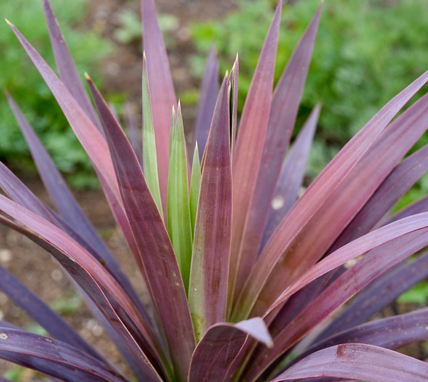 Yucca desmetiana con foglie lunghe, appuntite, morbide di colore viola e verde in un contesto da giardino