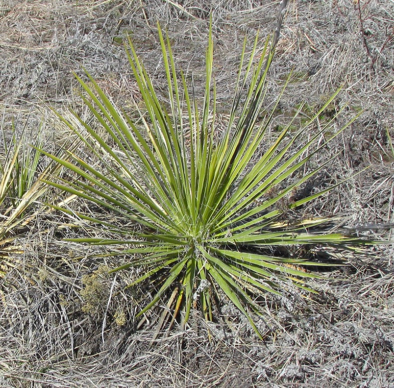 Yucca glauca spiky green leaves rosette growing in dry grassland environment