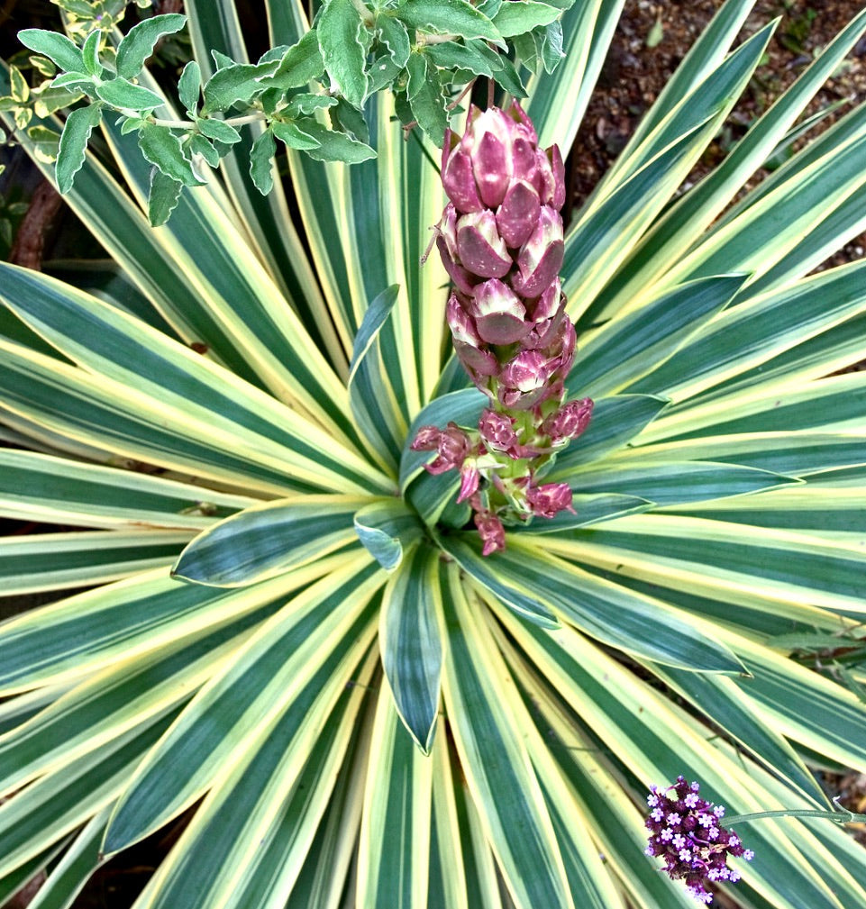 Yucca gloriosa VARIEGATED 30-60cm | Variegated Spanish dagger