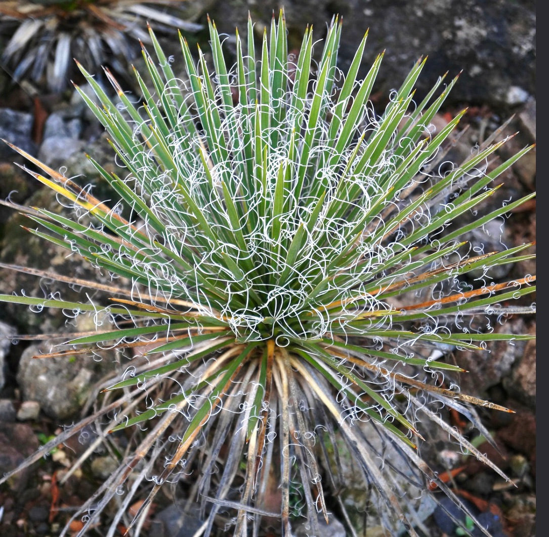 Yucca harrimaniae succulenta spinosa con filamenti bianchi ricci e punte delle foglie appuntite