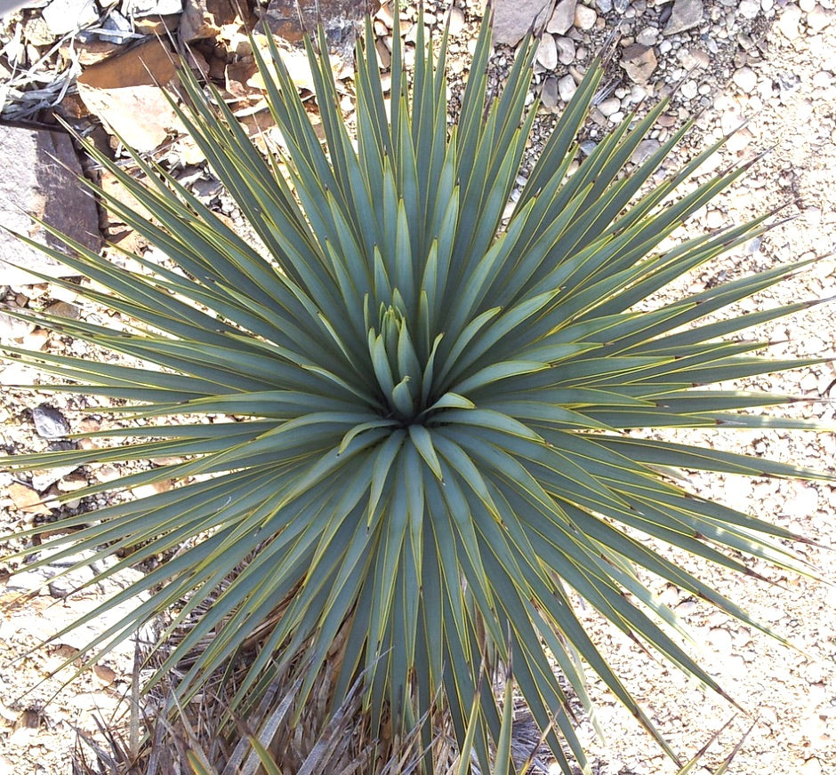 Yucca thompsoniana with sharp blue-green leaves and yellow margins in desert soil
