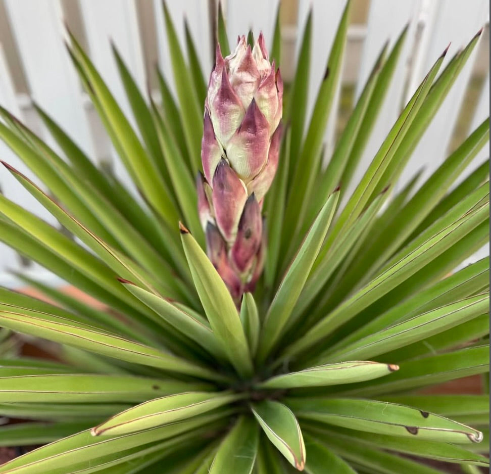 Yucca treculeana succulent with spiky green leaves and pink flower bud