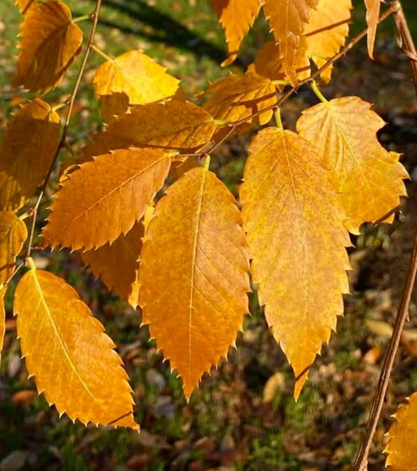 Zelkova serrata 40-70cm | Japanese zelkova | Keaki