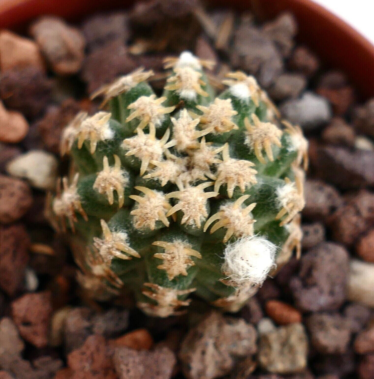 Pediocactus peeblesianus (Coconino, Arizona) | Peebles Navajo cactus
