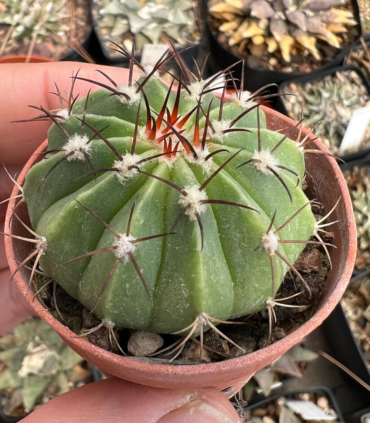 Melocactus actinacanthus (Rio Alabama, CUBA) 4cm | Turk's cap cactus