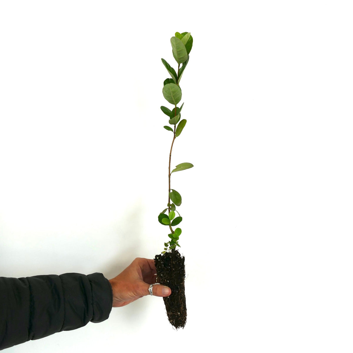 Feijoa sellowiana (syn. Acca sellowiana) 20-60cm | Pineapple guava