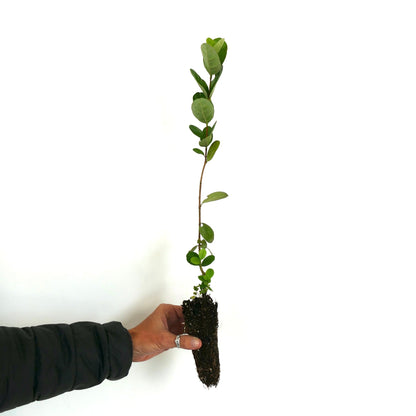 Feijoa sellowiana (syn. Acca sellowiana) 20-60cm | Pineapple guava