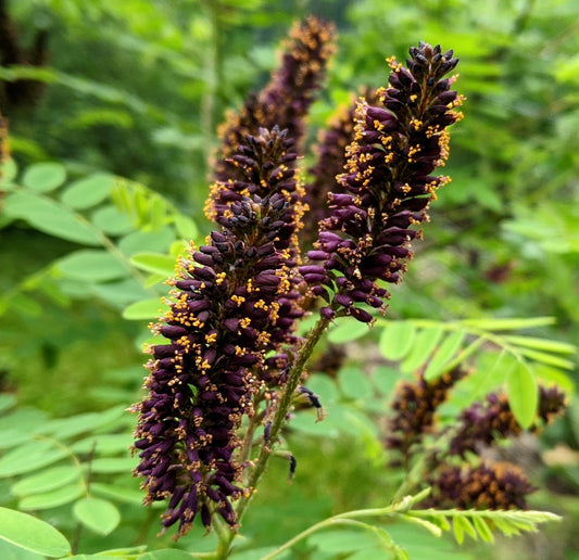 Amorpha fruticosa dark purple flower spikes with yellow stamens and green pinnate leaves