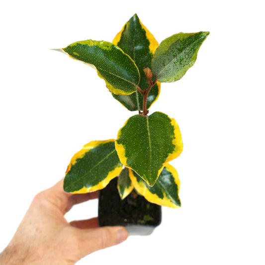 Eleagnus ebbingei variegated shrub with green leaves and yellow edges in small pot