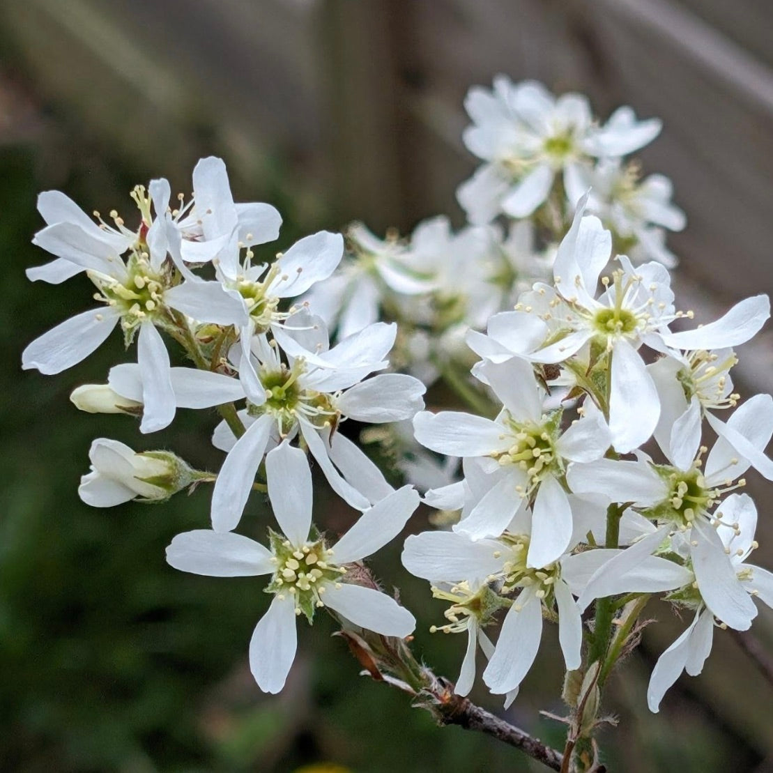 Amelanchier canadensis delicate white flowers with yellow stamens on slender branches