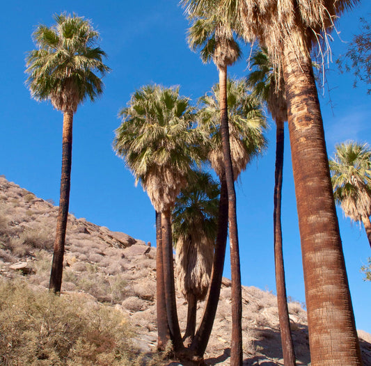 Washingtonia filifera tall desert fan palm trees in arid rocky landscape under blue sky