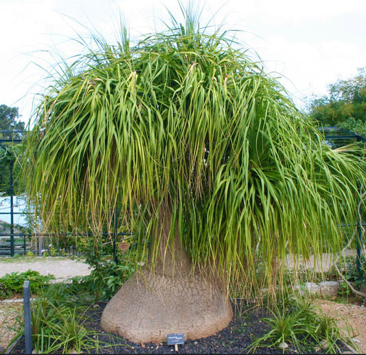 Nolina (sin. Beaucarnea) longifolia 10-15cm | Ponytail palm