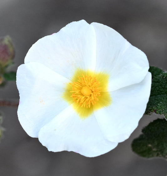 Cistus salviifolius white flower with yellow center and green textured leaves