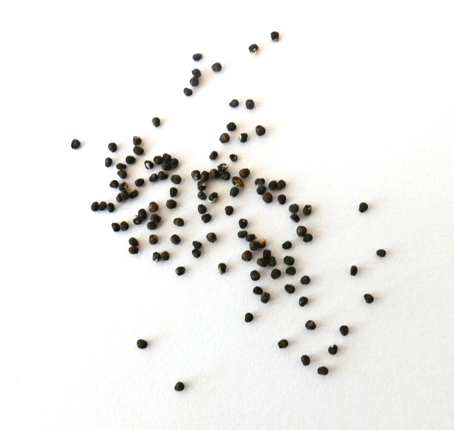 Lobivia aurea var. dobeana small black cactus seeds scattered on white background