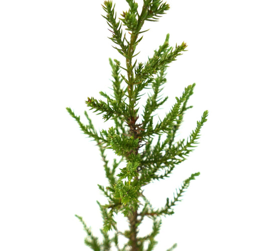 Juniperus phoenicea slender green coniferous branches with dense needle-like foliage