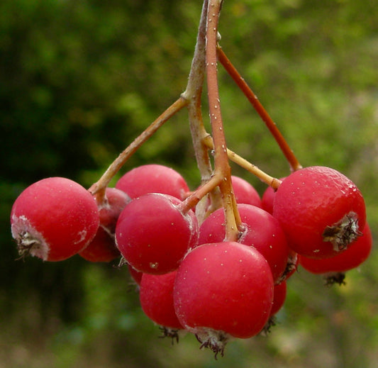 Sorbus aria bright red berries cluster on thin stems against blurred green background